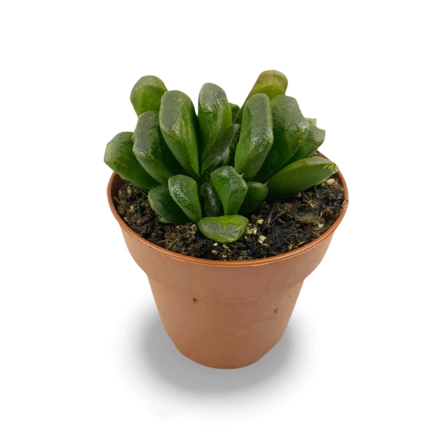 Haworthia truncata