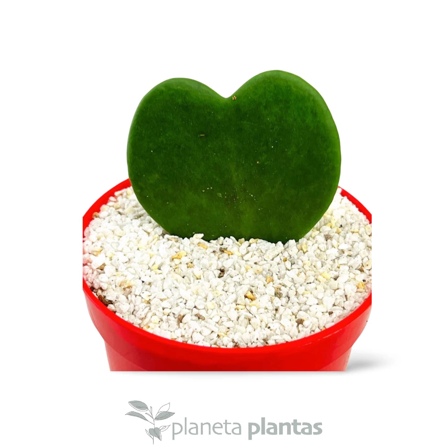 Hoya Kerrii ou Plante Coeur POT 10 CM