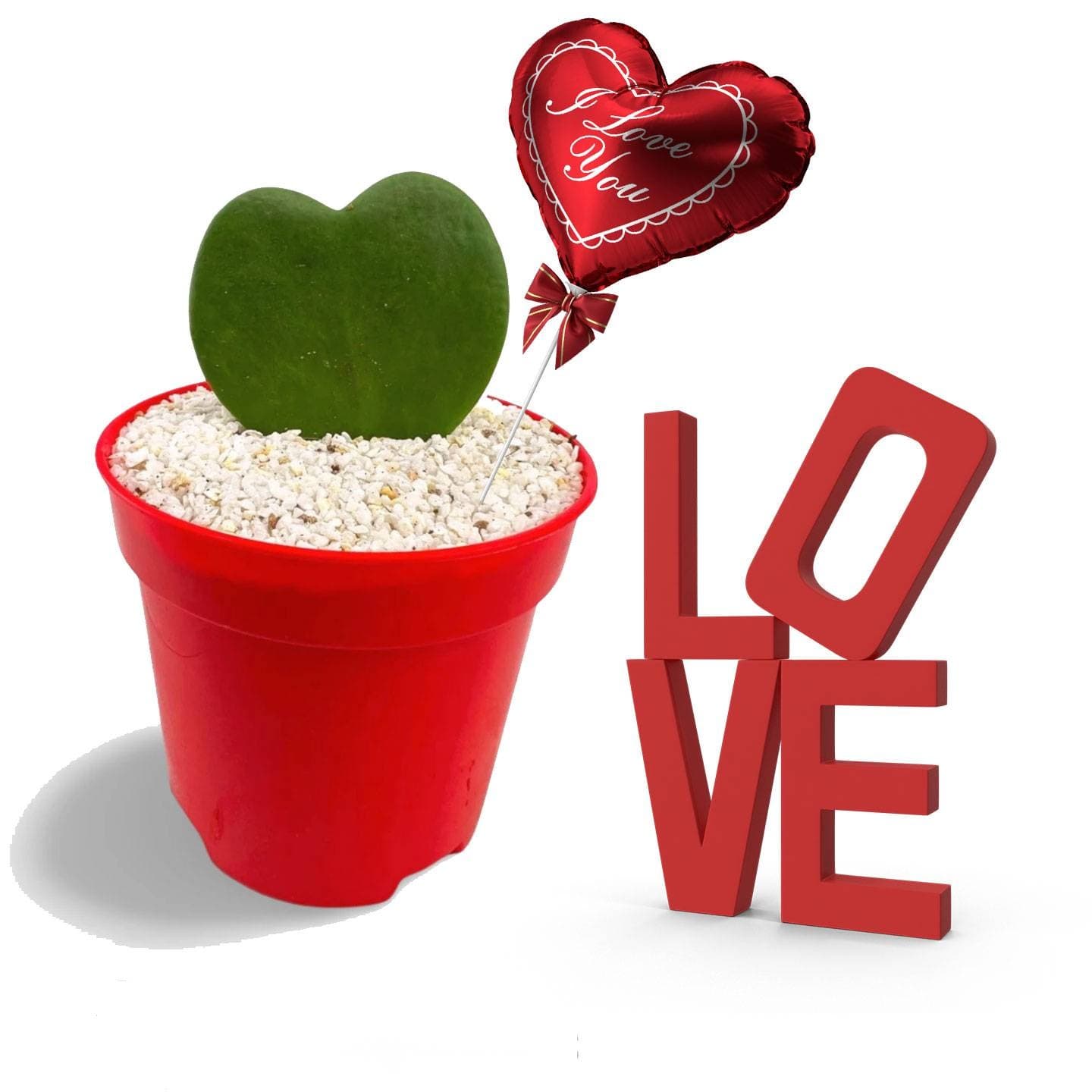 Hoya Kerrii : Le Cadeau Parfait pour une Saint-Valentin Épanouie d’Amour