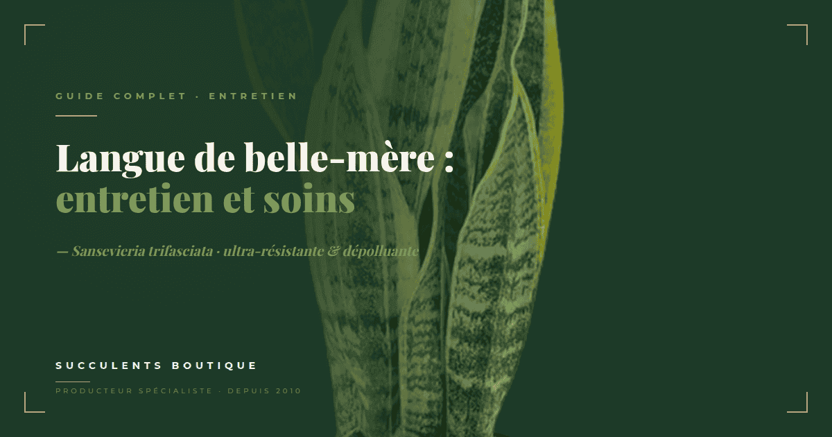 Langue de belle-mère : entretien, arrosage et multiplication