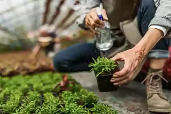 🌵 Arroser les succulentes : à quelle fréquence selon le climat ?
