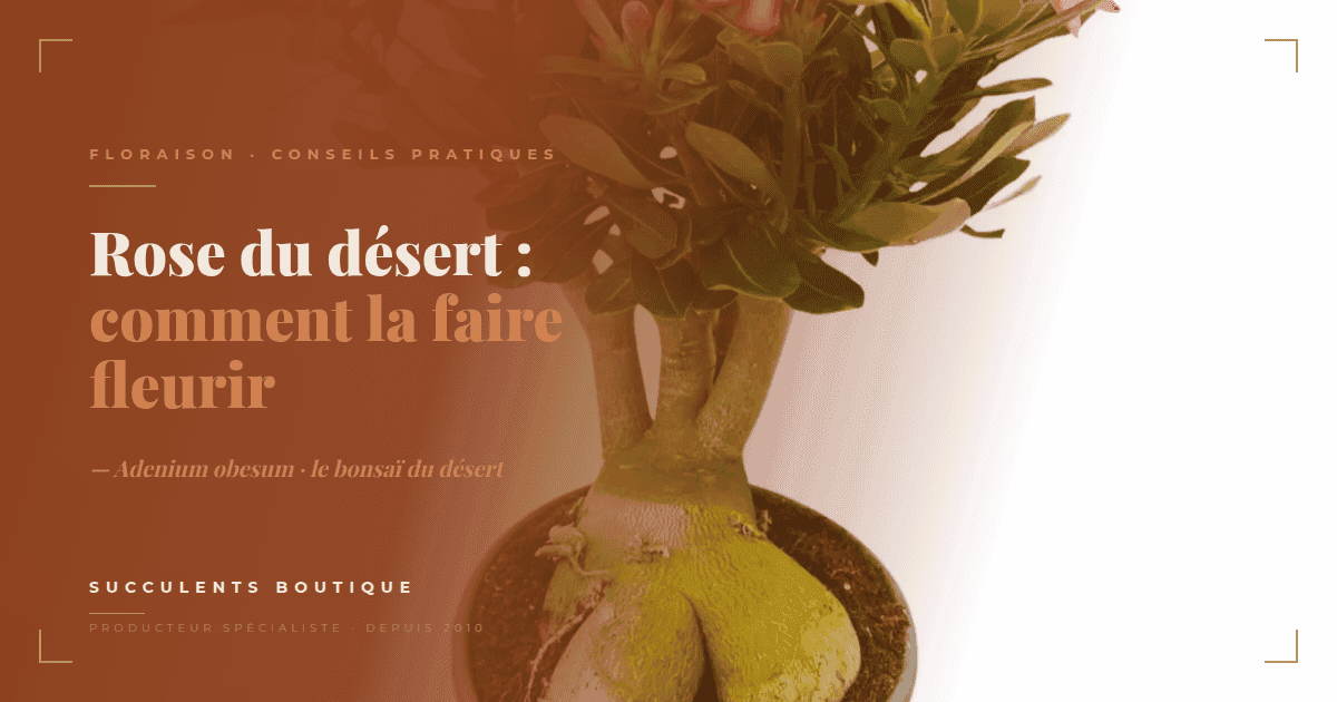 Rose du désert : comment faire fleurir un Adenium obesum