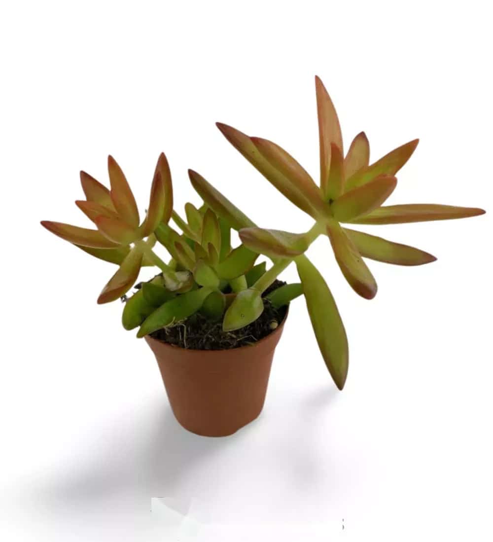 Sedum nussbaumerianum