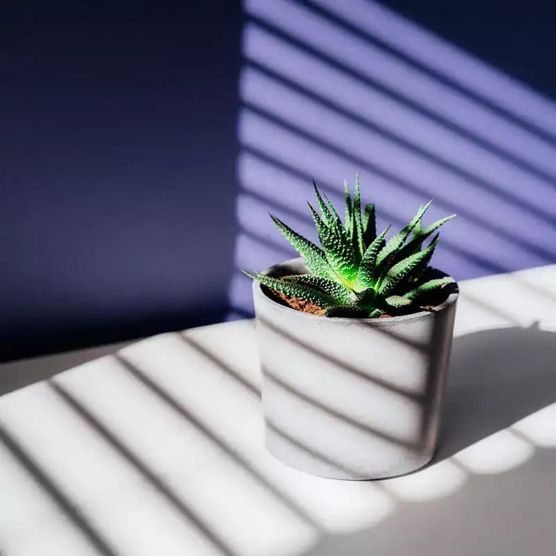 Préparez Vos Succulentes et Cactus pour l’Automne : Le Guide Complet