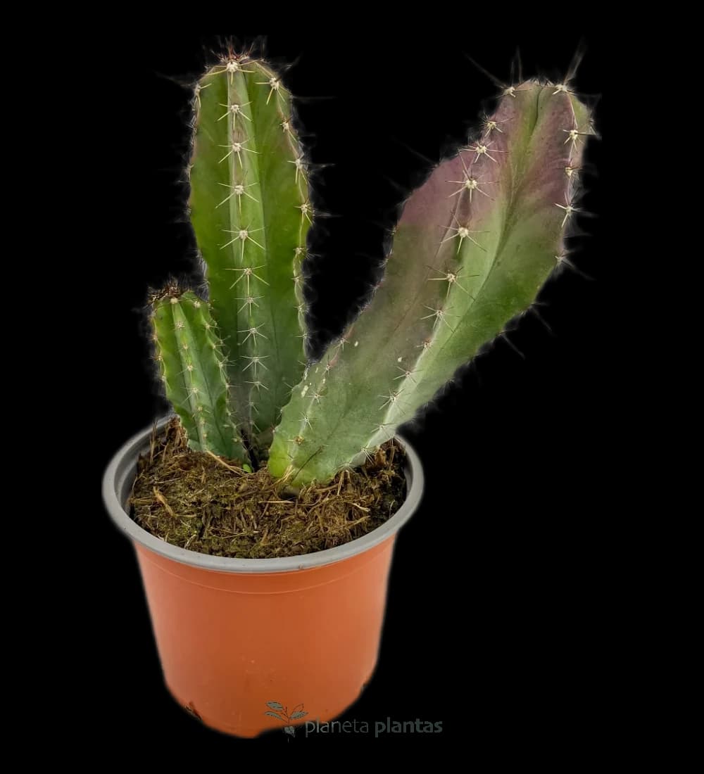 Tenocereus Pruinosus