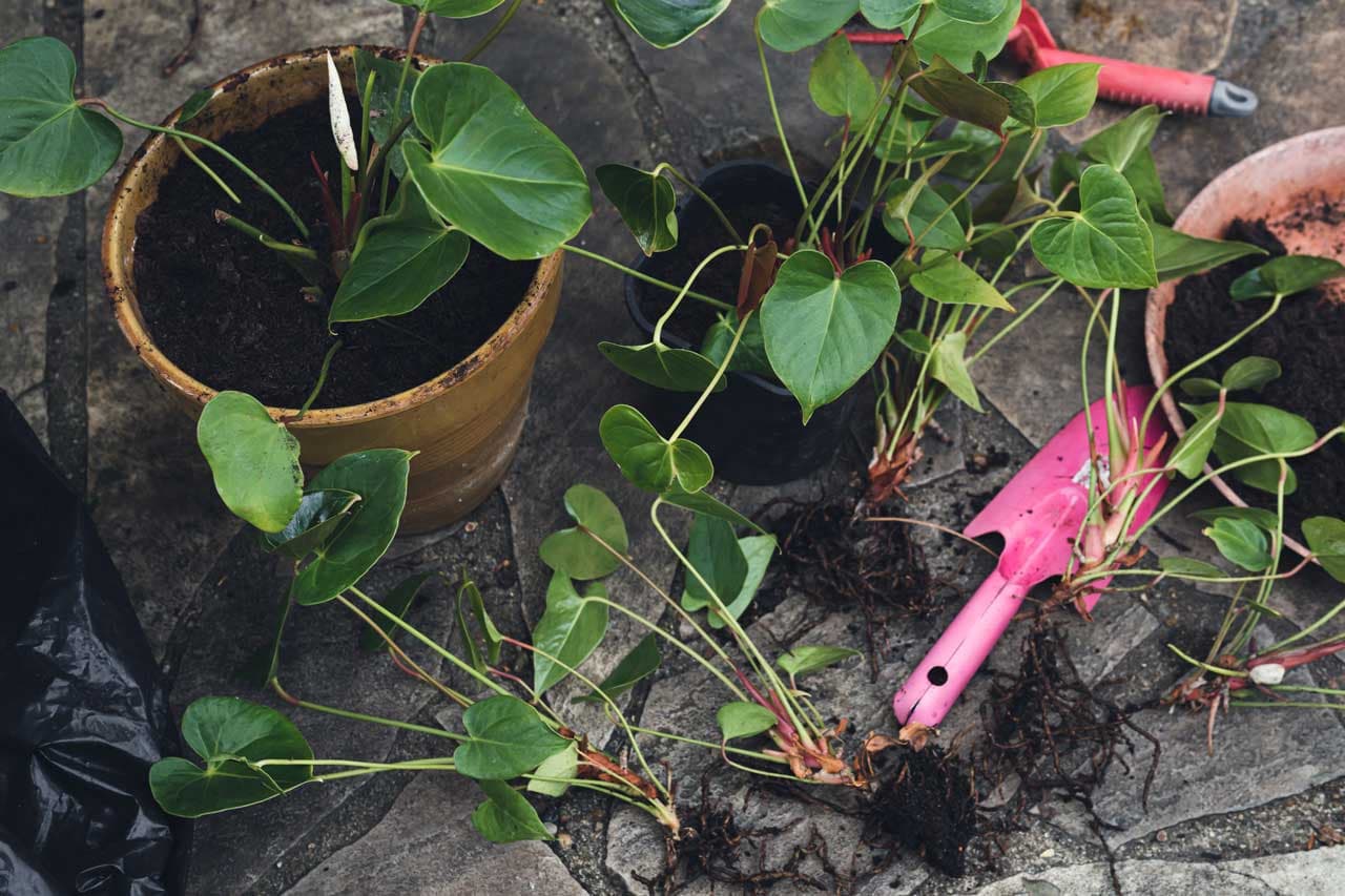 Recommandations pour Transplanter des Plantes Tropicales