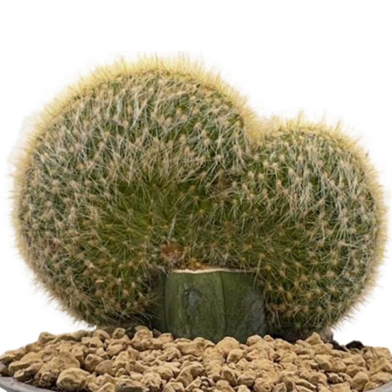 Mammillaria geminispina Crestada