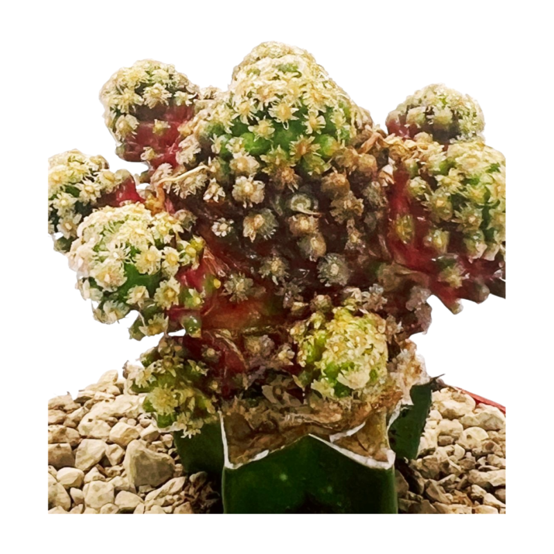 Mammillaria gracilis — photo principale