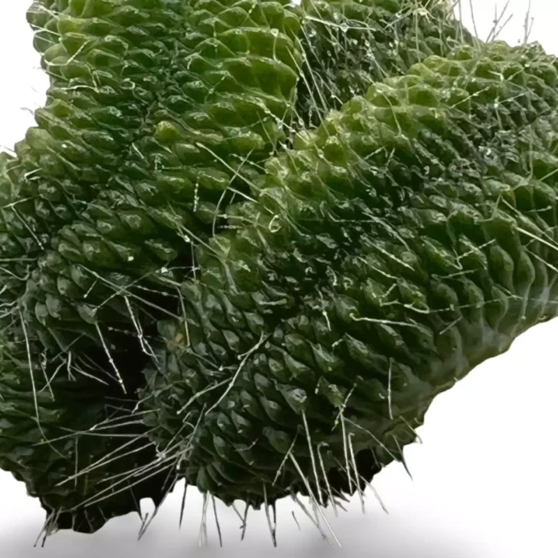 Cactus Mammillaria un Pico Crestata Grande_1