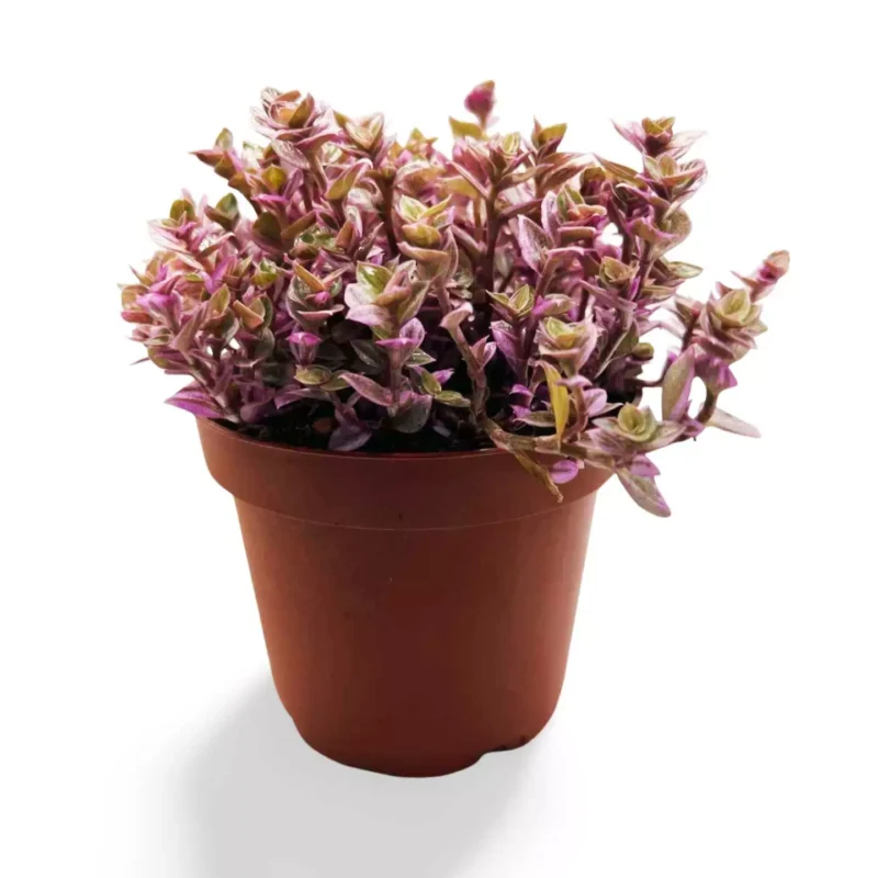 Callisia Repens Pink Panther