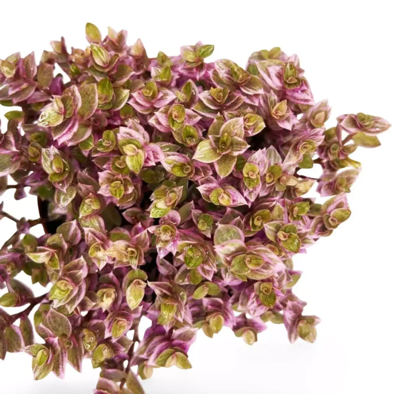 Callisia Repens Pink Panther detalle