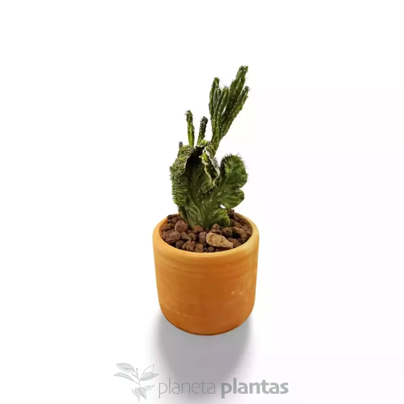 Cereus Peruvianus Monstruosa Cristata MOD012 — autre vue