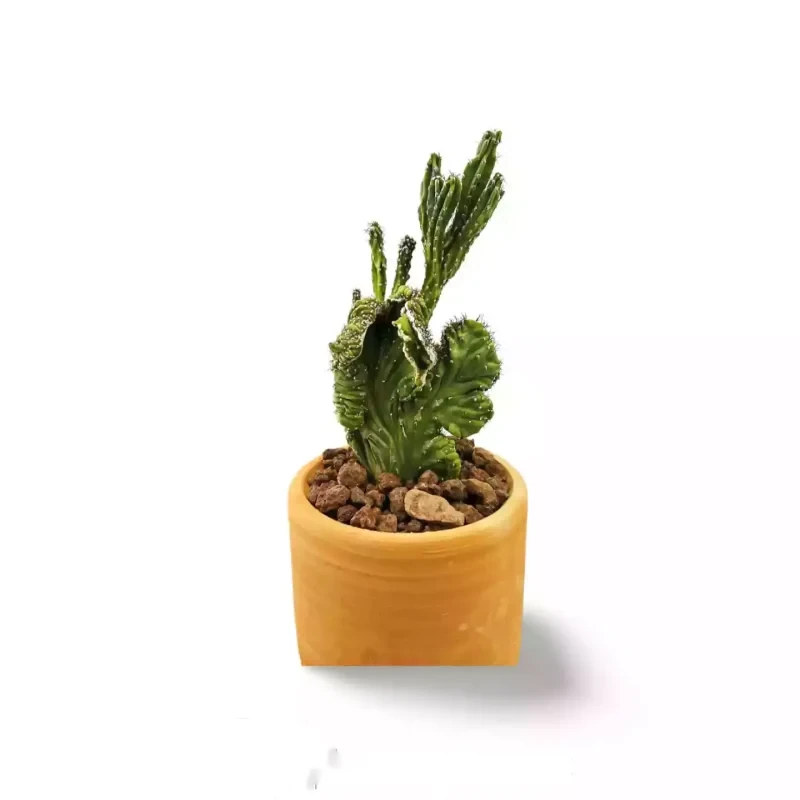 Cereus Peruvianus Monstruosa Cristata MOD012 — photo principale