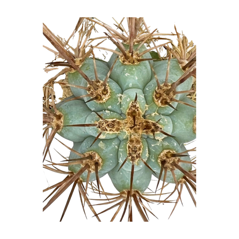 Bleu Cereus — photo principale
