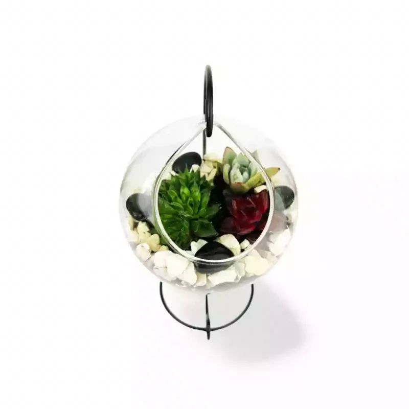 Ensemble de Succulentes Suspendues