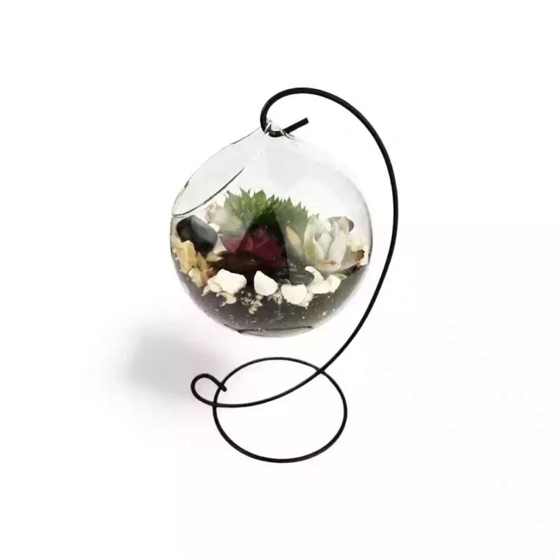 Ensemble de Succulentes Suspendues — photo principale