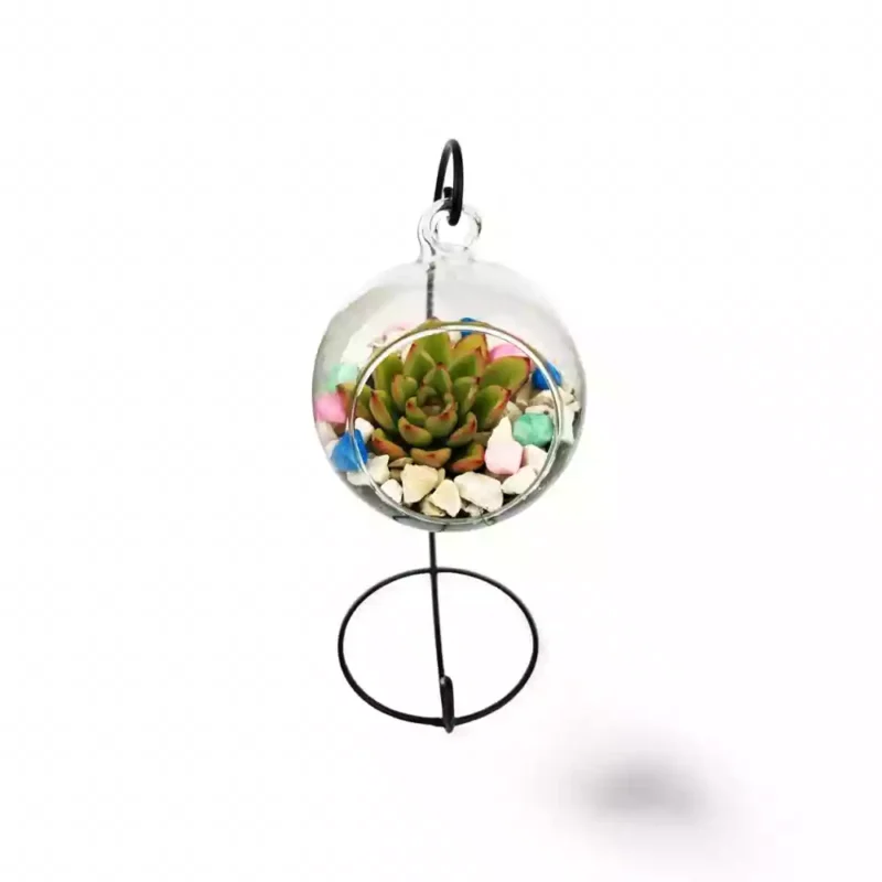 Ensemble de Succulentes Suspendues