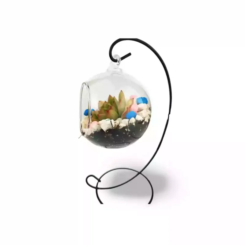 Ensemble de Succulentes Suspendues — photo principale