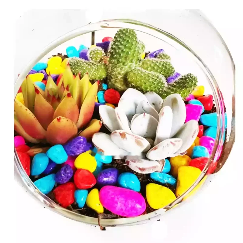 Grand Ensemble de Succulentes Coloré — photo principale