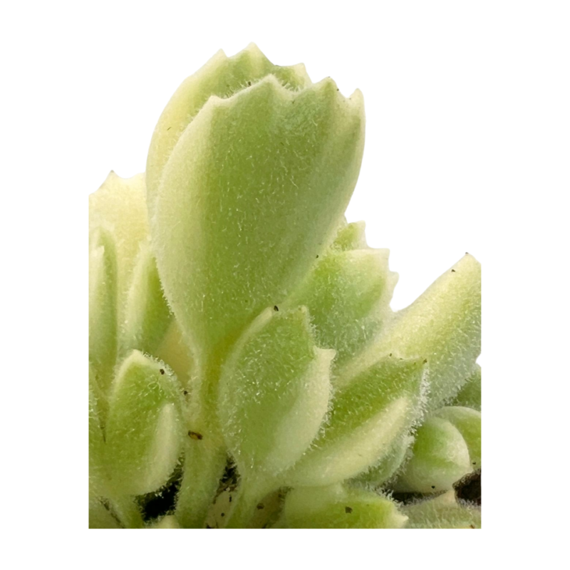 Cotylédon tomenteux panaché — photo principale