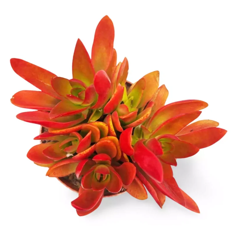 Crassula capitella Crassula de Fuego