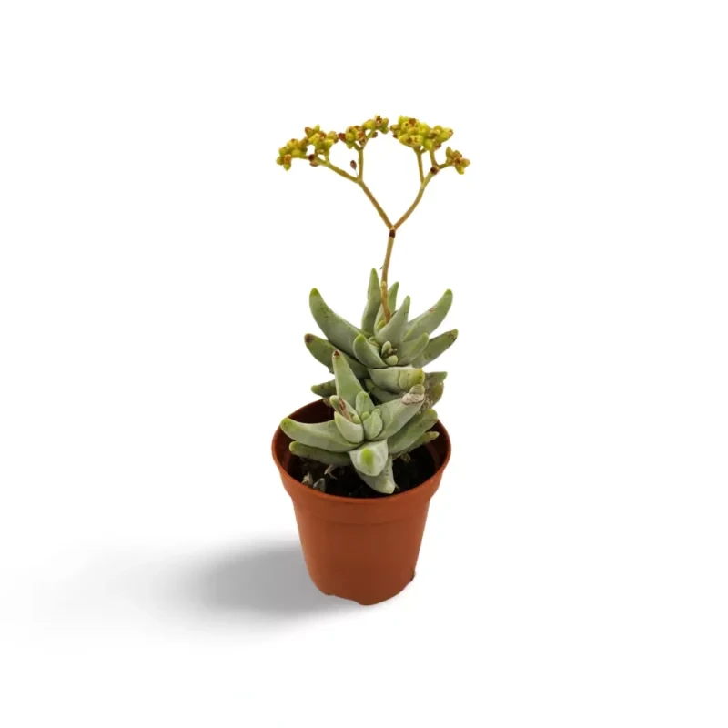 Crassula Cornuta
