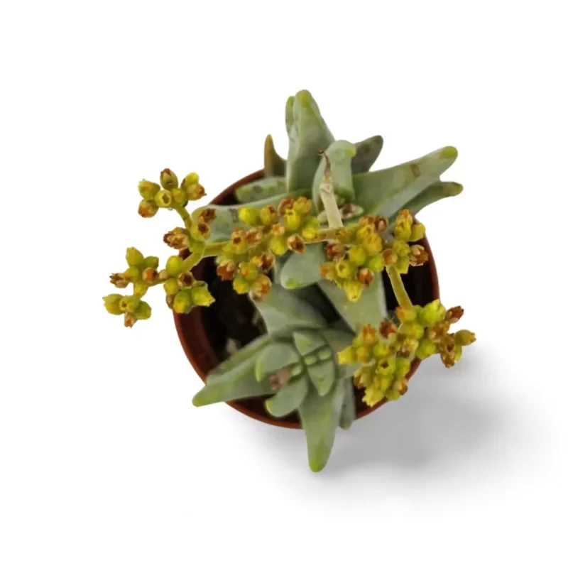 Crassula Cornuta — photo principale