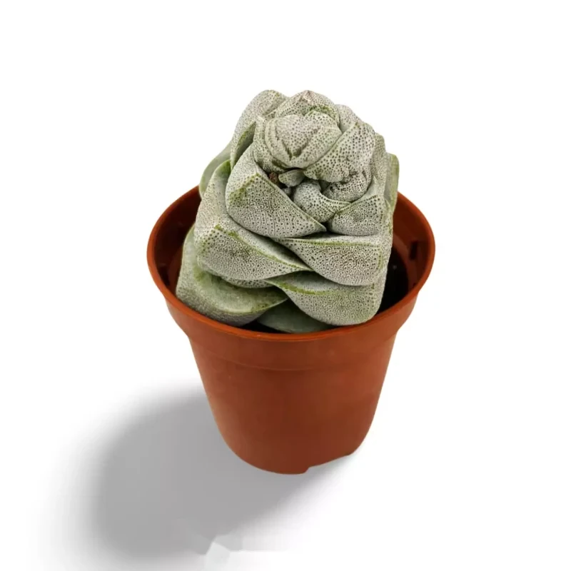 Crassula Décepteur