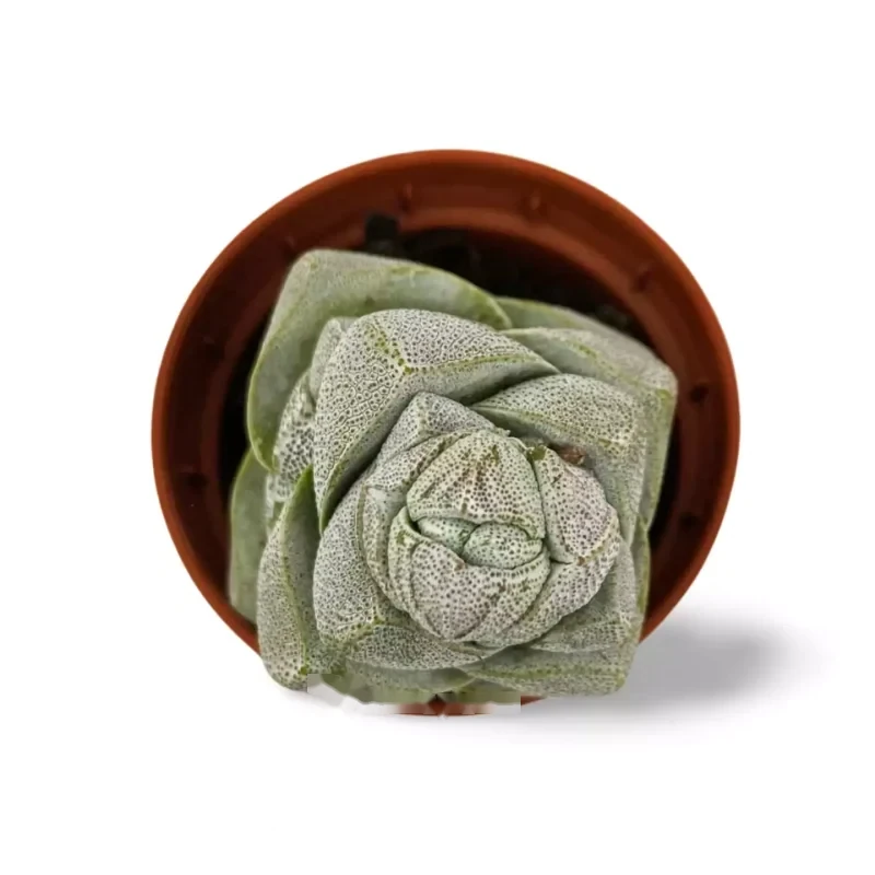 Crassula Décepteur — photo principale