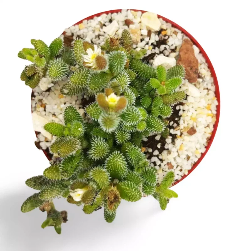 Delosperma Echinatum Planta Pickle