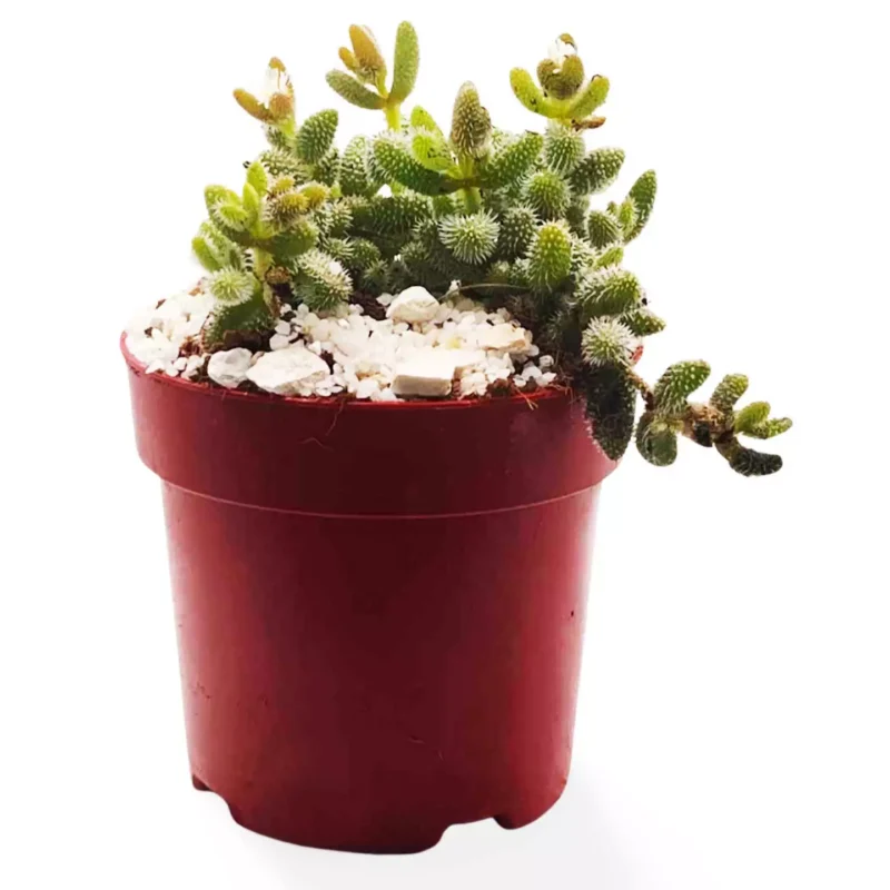 Delosperma Echinatum Planta Pickle