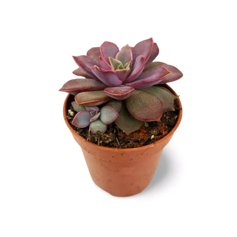 Echeveria Perle Violette — photo principale