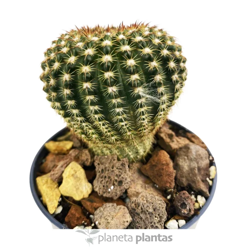 Echinocereus Reichenbachii — photo principale