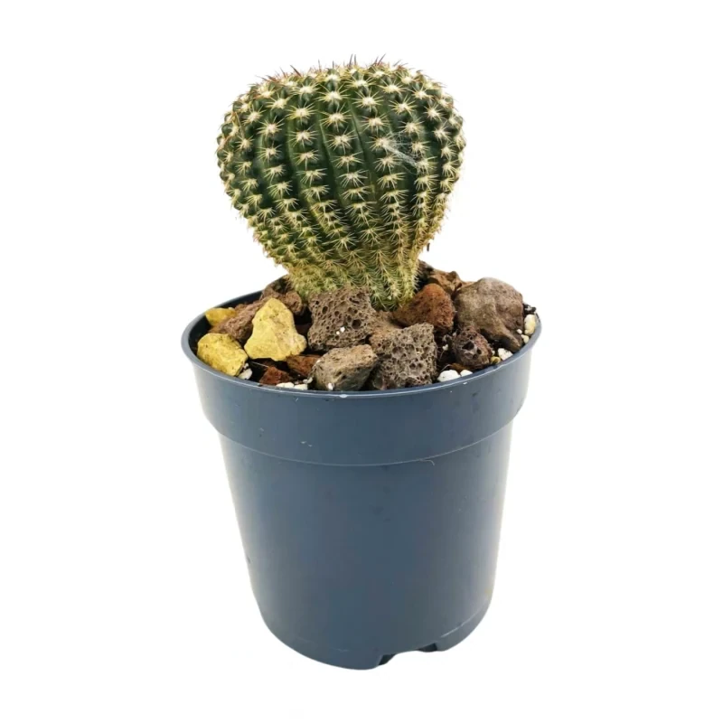 Echinocereus Reichenbachii — vue latérale