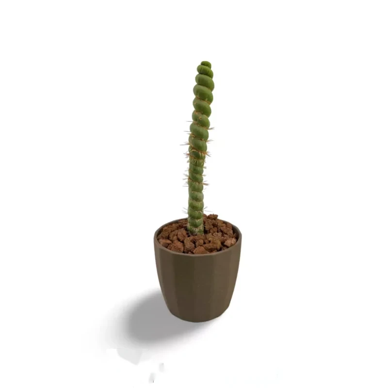 Eulychnia castanea spiralis