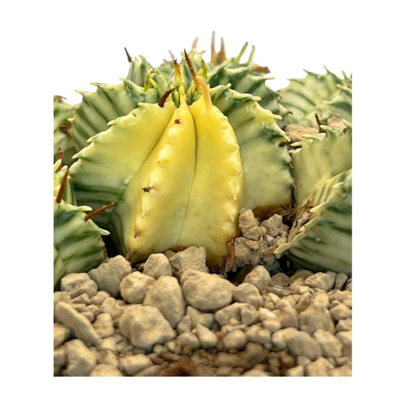 Euphorbia meloformis panachée — photo principale