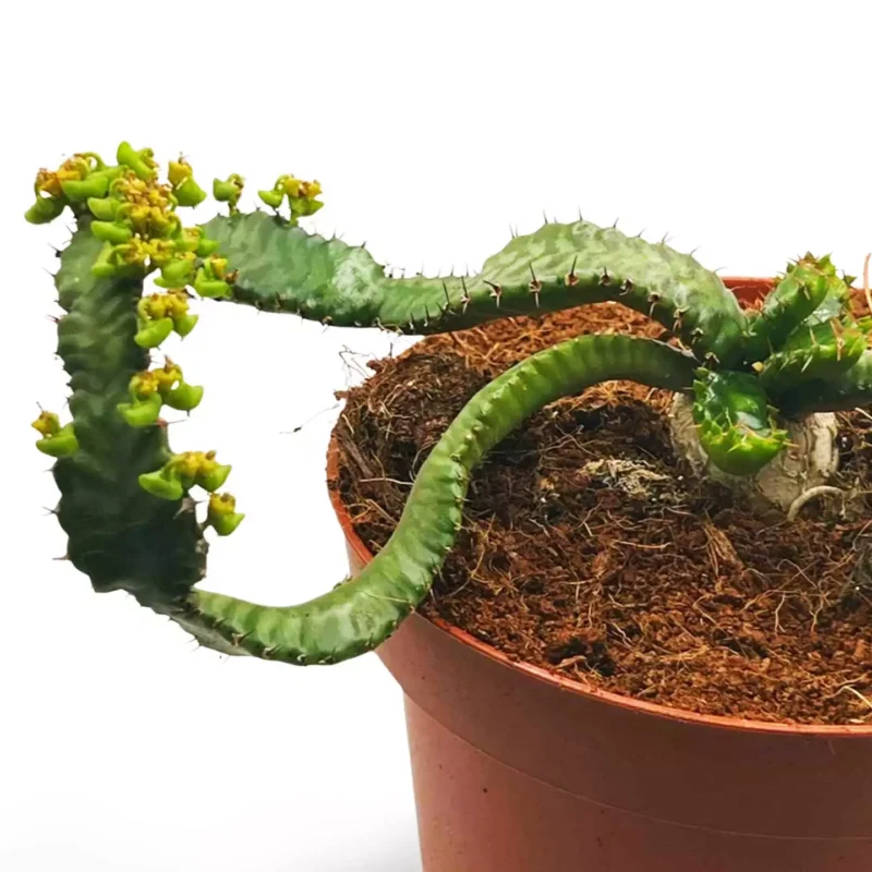 Euphorbia stellata 3
