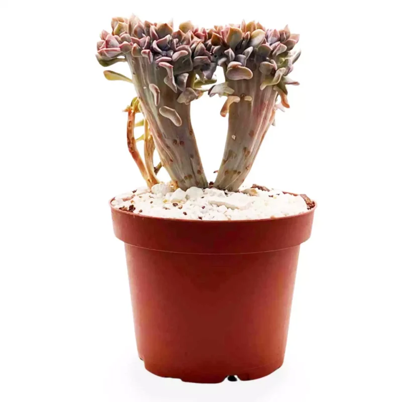Graptoveria Fred Ives