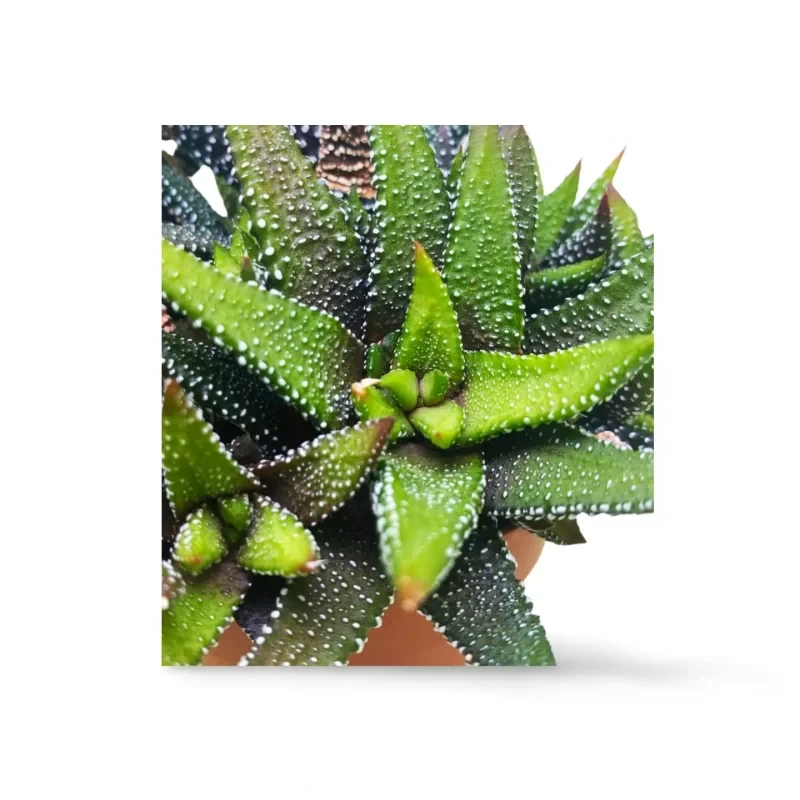 Haworthia CV Gouttes de Perles — photo principale