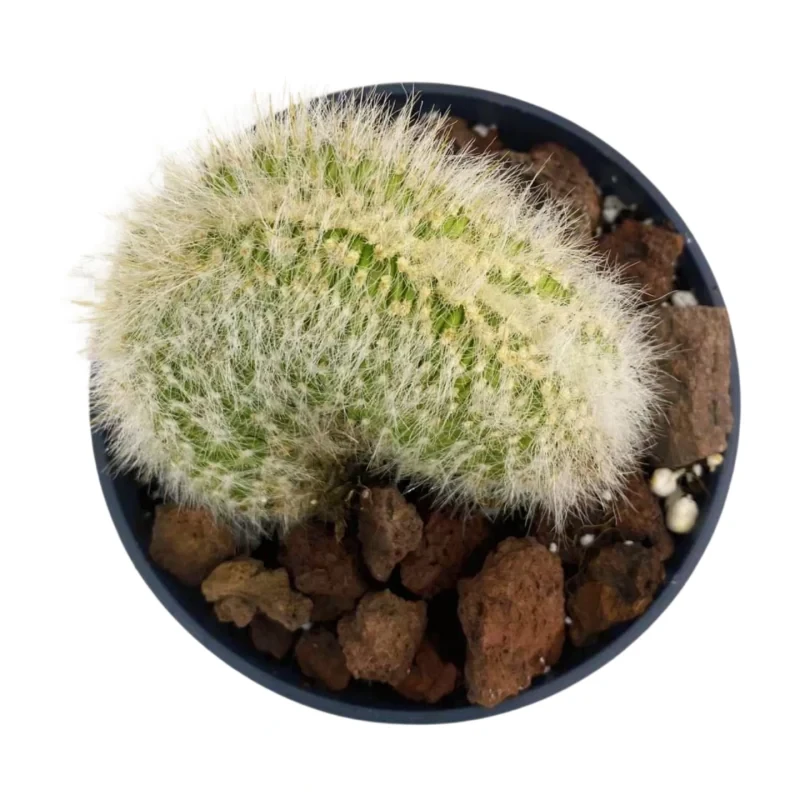 Mammillaria à crête Geminispina — photo principale