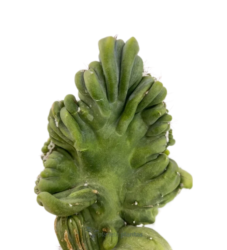 Myrtillocactus Geometrizans
