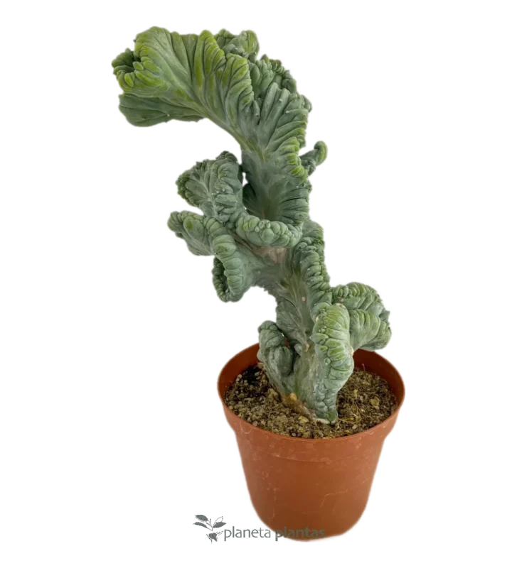 Myrtillocactus Geometrizans