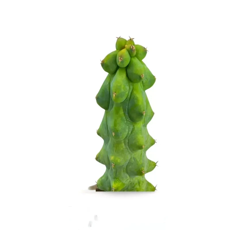 Myrtilocactus Geometrizans Fukurokuriuzimboku — photo principale