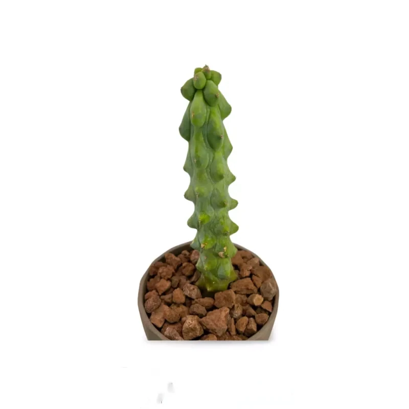 Myrtilocactus Geometrizans Fukurokuriuzimboku — vue de dessus