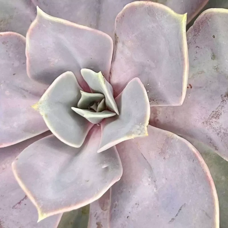 Echeveria Perle de Nuremberg — photo principale