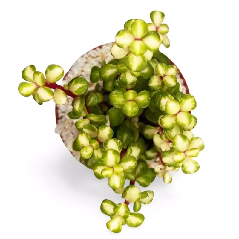 Portulacaria Afra Variegata