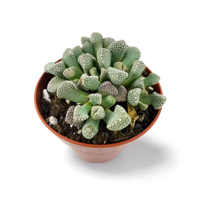 Titanopsis Schwantesii — photo principale