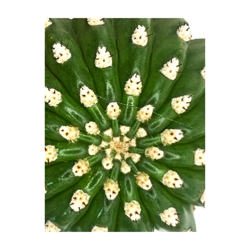 Trichocereus grandiflorus ‘Mille Fleurs’ – Fleur blanche — photo principale