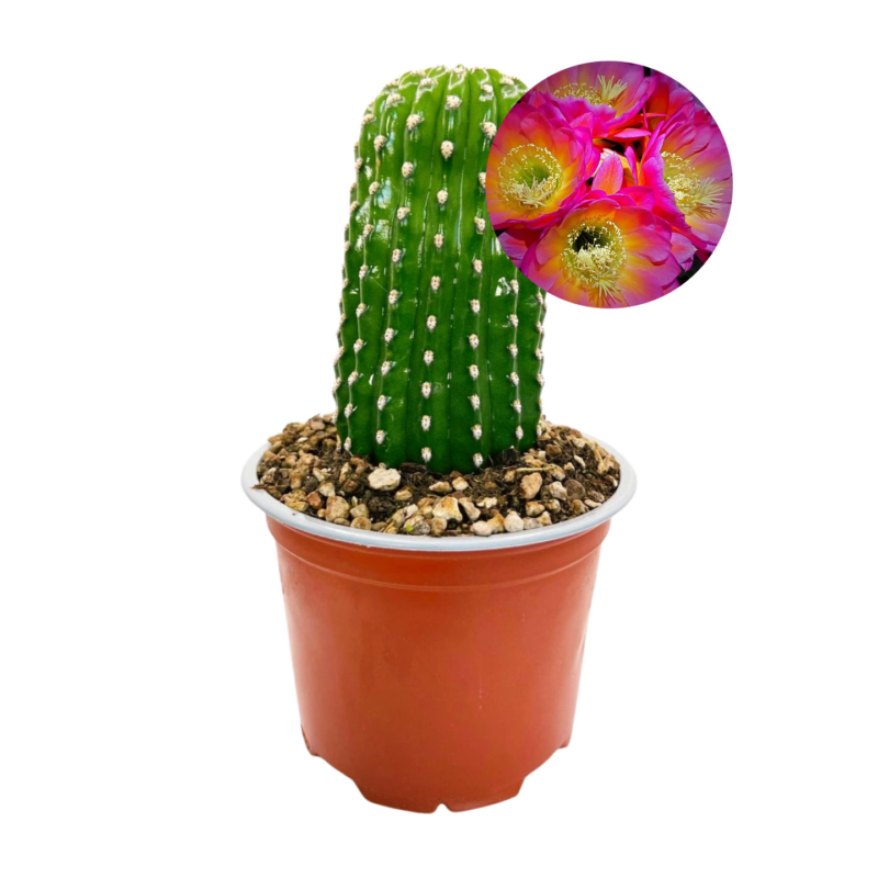 Trichocereus grandiflorus ‘Mille Fleurs’ – Couleur des fleurs