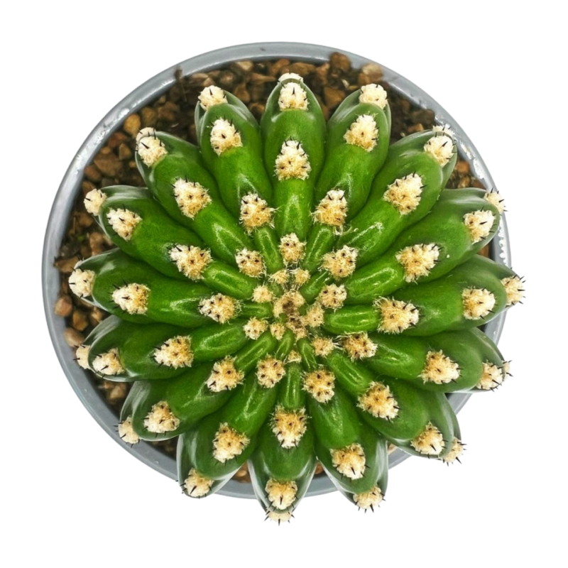 Trichocereus grandiflorus ‘Mille Fleurs’ – Couleur des fleurs — photo principale